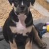 Registered American Bully puppies