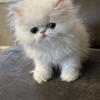 Powderpuff Persian’s