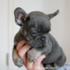 French Bulldogs looking for homes. All colors
