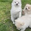 Pomeranian