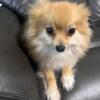 Rehoming a 3 year old teacup Pomeranian