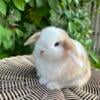 Holland lop bunny looking for a home