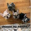 Merle and Lilac French Bulldog puppies