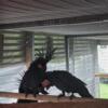 black palm cockatoo proven young  pair  and an extra male