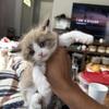 Cinnamon Bicolor Male Ragdoll