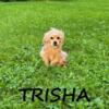 Trisha Female Shorkie Puppy