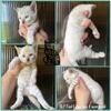 Beautiful Glitter coat Bengal kittens