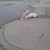 White with black spots when wet