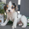 Stunning Merle Cavalier King Charles Puppy 