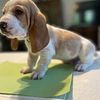 BASSET HOUND PUPPY  MALE  INDIANA   (lt. green)