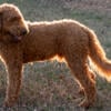 Multigenerational Red Labradoodle for stud services