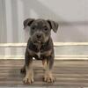 AMERICAN BULLY (POCKET)