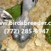 Baby Blue Fronted Amazon available at $3,000 ea. Multi-purchase discount available