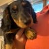 Mini Dachshund Female- long hair