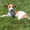 Wonderful Jack Russell Terriers looking for Fur-Ever Home