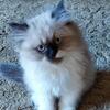 3 Himalayan Kittens / ALL MALE / 1 Flame-Point 2 Ragdoll 