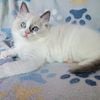 TICA Registered Ragdoll kittens!