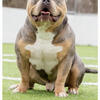 American bully pocket blue Merle tri Abkc stud