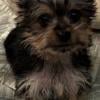 Beautiful Male Teacup Yorkie - CKC