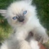 Ragdoll male kitten