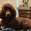 Moyen Poodle Puppy in North Carolina