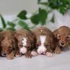 Cavapoo Puppies for sale