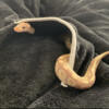 Banana Mojave ball python