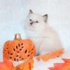 Seal Tortie female TICA ragdoll