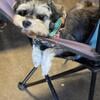 Stud service miniature schnauzer