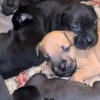 Pitbull puppies born 9/10/24 ready early Nov