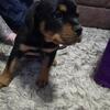 AKC Registered Rottweiler