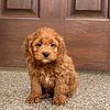Males and female cockapoo puppies for sale.