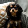 AKC Cavalier King Charles Puppies