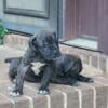 Cane corso puppies big bone