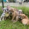 French Bulldog puppies looking for their new home!