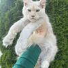Silver boy Tica Maine coon very long 