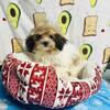 TOY POODLE