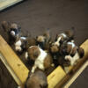 AKC boxer puppies 6 boys 5 girls