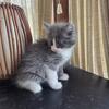Male Norwegian Forest kitten 
