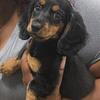 Mini Dachshund Puppy Looking for a Loving Home 🐾🤎