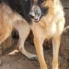 German Shepherd - Young Adult Female