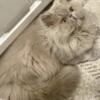 3year old Persian female Lila 800 pure breed