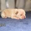 French bull dog pups