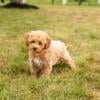 AKC Mini Poodle female and male puppies in Indiana