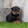 AKC German Rottweilers