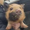 Kunekune piglets 