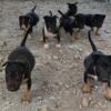 Protective Miniature Bull Terriers.