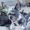 French Bulldog puppy - Violet