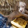 Forkham Hall AKC English Field Spaniels for sale in Central Florida