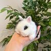 Baby Bunny Netherland Dwarfs Rabbit Bunnies For Sale